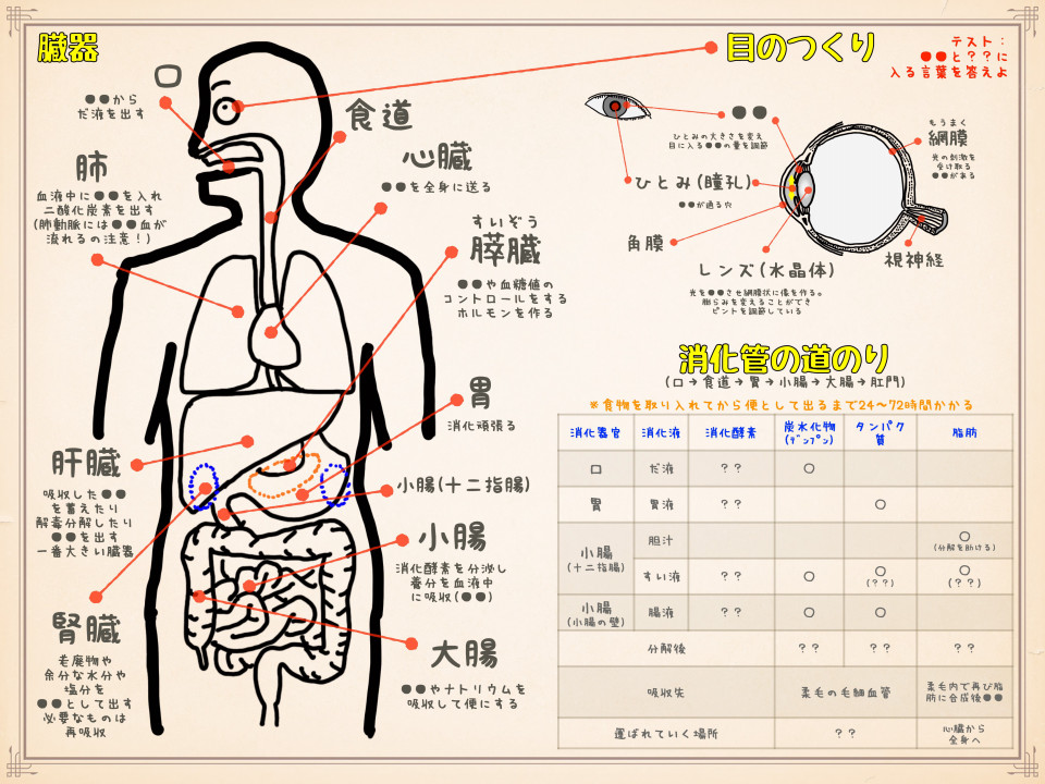 中学理科生物の解説 人体や目の仕組み 臓器や消化酵素の働きがわかるテストつきプリント 第二の家 ブログ 藤沢市の個別指導塾のお話